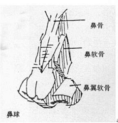 ciciwin采集到CG绘画-五官