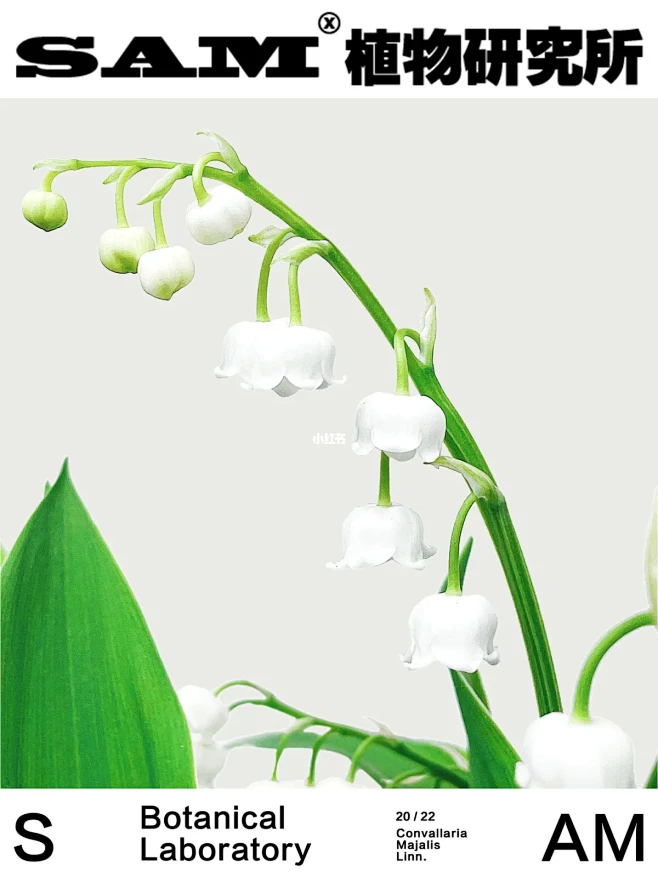 铃兰｜Convallaria Majal...