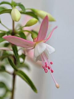 菊苑逸馨采集到花儿