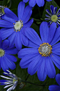 ~~Blue Daisy (Pericallis × hybrida) | wikimedia~~