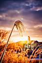 Reed brightened by early morning sunshine