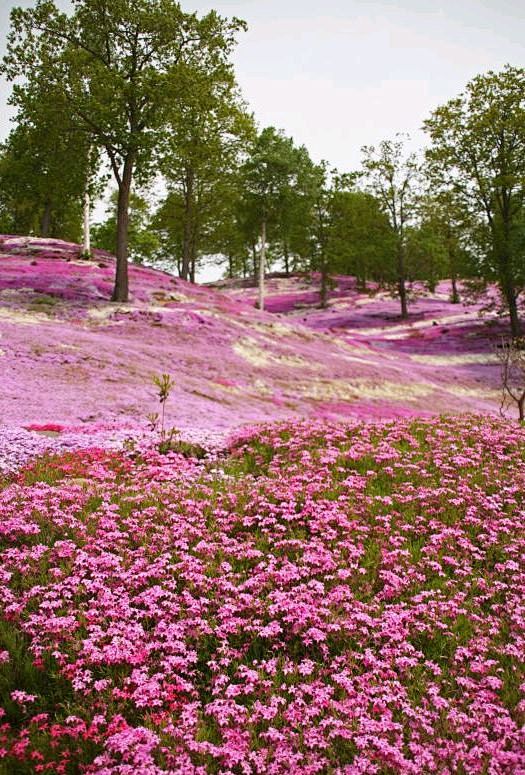 Moss Phlox, Higashim...