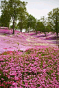 Moss Phlox, Higashimokoto Shibazakura Park, Hokkaido, Japan