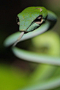 Grass-green Whip Snake, Borneo——草绿色的鞭蛇，婆罗洲