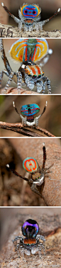 昆虫_摄影孔雀蜘蛛（学名Maratus volans），一种喜欢卖弄“风骚”的蜘蛛，一般只生活