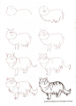 画猫咪的入门线稿手绘教程