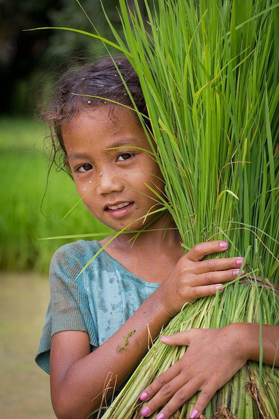 Rice Harvest. Cambod...