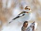 Snow Bunting by Michel Bordeleau on 500px