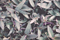 Green and Purple Leafed Plant