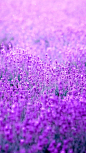紫色薰衣草H5背景- HTML素材网