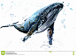 鲸鱼-驼背鲸-彩例证-75789860.jpg (1300×971)