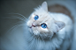 General 4000x2670 cat blue eyes