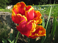 sharon青葙采集到郁金香tulips