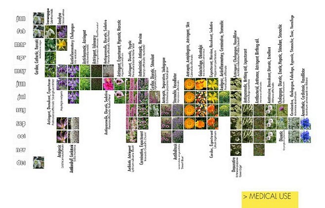 植物分析图
