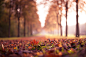 Autumn leaf by Christopher Radlinger on 500px