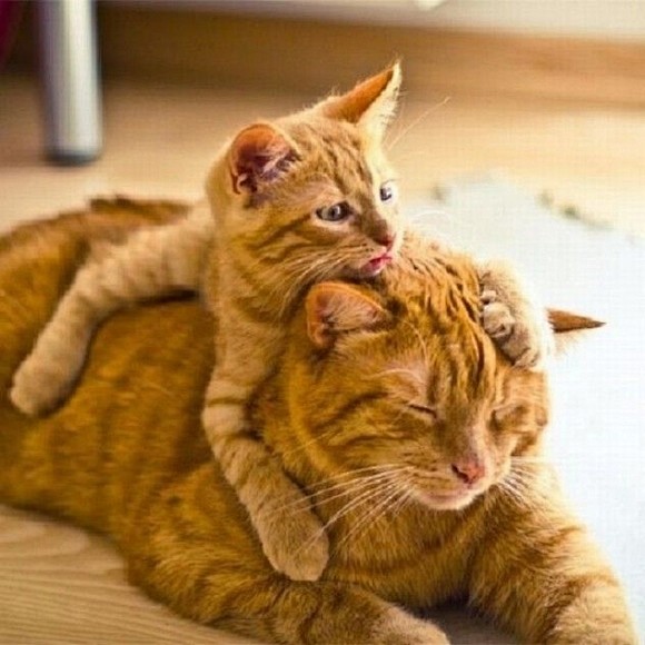 Kitty cuddles | Cute...