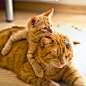 Kitty cuddles | Cutest Paw