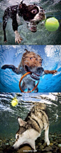 摄影师把狗狗们最爱的玩具扔进水里，在它们去捡的过程中，拍下了这组照片。哈士奇再一次凭借智商，技压群雄……把它的球扔水里，捡了块石头上岸，并开心的玩起了石头……
