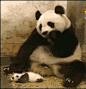 看一次笑一次,中国最萌的大熊猫居然被自己的宝宝吓到啊!! gif，gif图，搞笑gif动态图片大全，搞笑动态图片笑死人