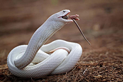 A-望采集到摄影师眼中的"蛇"