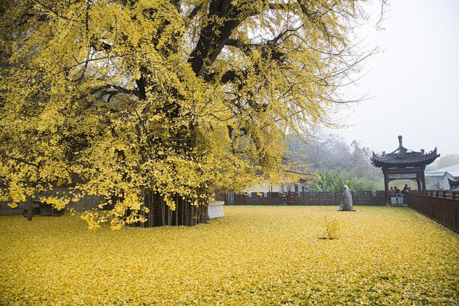 是西安古观音禅寺1400年前李世民亲手种...