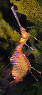 Weedy Seadragon