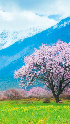 此去必经年往事散云烟采集到风～景