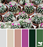 cacti color