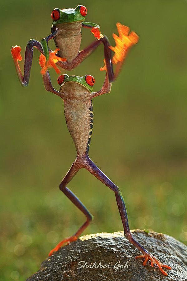 青蛙体操！