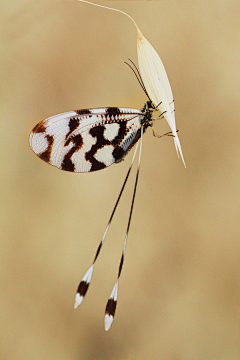 麟℃采集到insect