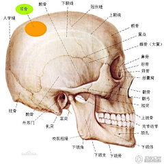 截拳道采集到绘画技巧