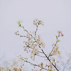 阿添阿文什么的采集到花