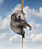 管理风险和不确定性与大大象的坚强决心攀登绳高在天空中的视觉象征和正在驱动成功和克服恐惧的目标成功
