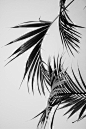 Palm Trees: 