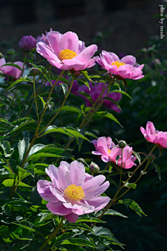 AOSJOSB1采集到芍药