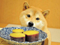 卡酱最喜欢的香甜番薯！
さつまいも #doge
Doge's favorite, sweet potate.