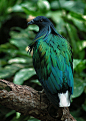 creatures-alive:

Nicobar Pigeon 2 (by neonfish3)