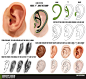 Ear Tutorial Resource by *ConceptCookie on deviantART