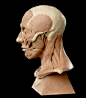 Sylwia Pydych: Anatomy 解剖学, Character Anatomy, Anatomy Reference, Anatomy 01 Head Fac, Anatomy Mal, 440 500, Ref Head Anatomy, Anatomy Head Neck, Anatomy Study