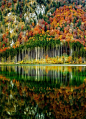 Autumn forest by Gerhardt Vlcek