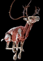 The plastinated anatomy of a reindeer (c) Gunther von Hagens Institute for Plastination, Heidelberg, Germany