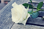   白玫瑰 ：天真、纯洁、尊敬 、我足以与你相配。
