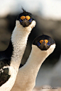 Blue Eyed Cormorants