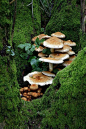 **GORGEOUS cluster of Pholiota Mushrooms