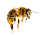蜜蜂 png