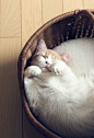 篮子,瞌睡,黄白猫,睡姿 #萌#