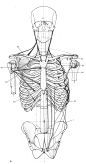 ✤ || CHARACTER DESIGN REFERENCES | キャラクターデザイン |  • Find more at www.facebook.com/... & www.pinterest.com... and learn how to draw: 解剖 •  علم التشريح • анатомия • 解剖学 • anatómia • एनाटॉमी • ανατομία • 해부 #anatomy #anatomie #anatomia #anatomía #anatomya