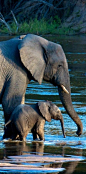 ♂ Wild life photography River crossing at the MalaMala Game Reserve, South Africa, photo: Douglas Croft