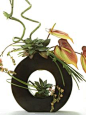 Anthuriums in a circle nouveau vase