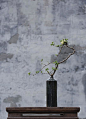花器：磁州窑桶式瓶   花材：日本贴梗海棠